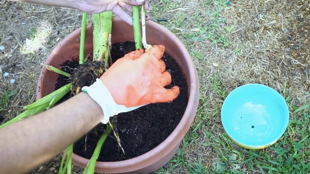 How To Grow Turmeric - Anti-inflammatory, Antioxidant, Cancer Fighting! смотреть онлайн