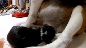 Жизнь Бигля. Роды,как это происходит. Новорожденные щенки. Интересные факты. Часть Первая.