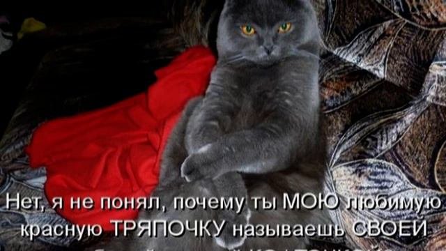 ПОЗИТИВЧИК №13. Забавные животные.