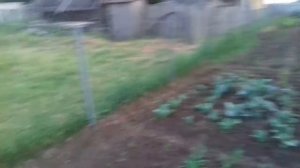 Простой, экономичный забор из сетки рабицы. Парник из поликарбоната в одно ролике.