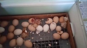 Вывод цыплят 21 день инкубации (цветной бройлер редбро)  Chick hatching 21 days of incubation
