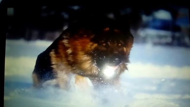 Плюсы и минусы завести собаку +бонус смотреть онлайн