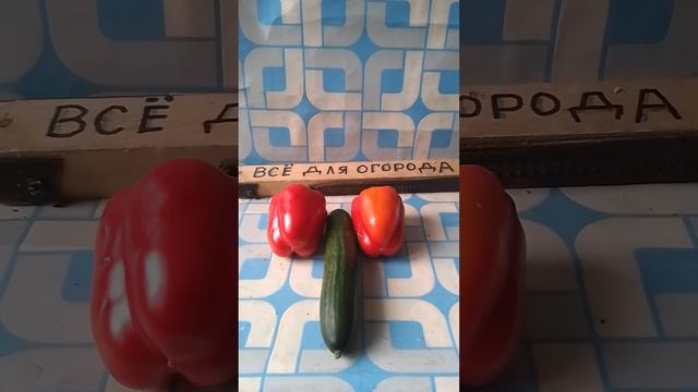 Молодожёны начали делать детей