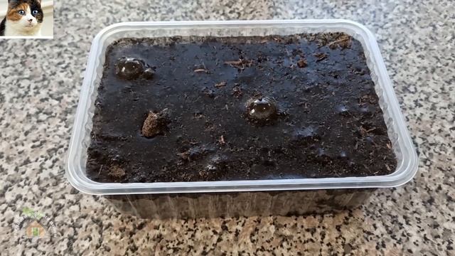 Обработка Семян Перца в Хлоргексидине. Замачивание Семян Перед Посадкой смотреть онлайн