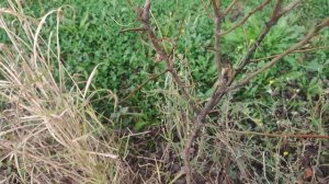 Как обрезать молодую грушу