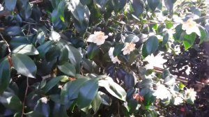 Camellia Japonica Flowers.