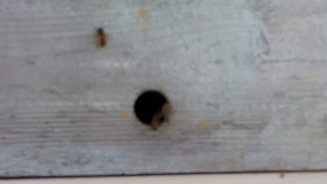 Японский улей на 8 сот Без рамок смотреть онлайн