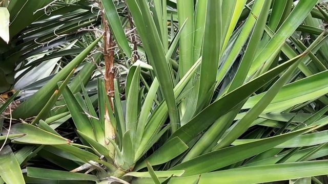 Conociendo la Yucca / Flor de Izote / planta de zonas áridas смотреть онлайн