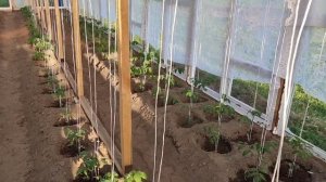 Пару слов о моем парнике из старых оконных рам .