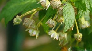 МАЛИНА Засыпет Ягодами Если Вы Обработаете Её Этим Весной! Подкормка От Болезней И Вредителей Малин