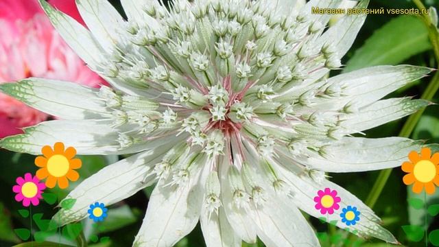 Астранция крупная. Краткий обзор, описание характеристик astrantia major alba альба