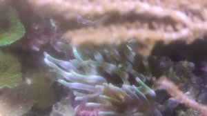 Актиния съела актинию