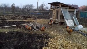 Селекционное разведение кур/Нужно ли менять кровь?/Инбридинг в птицеводстве