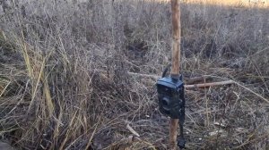 Охота на бобра капканами.  Проверка капканов и установка фотоловушки