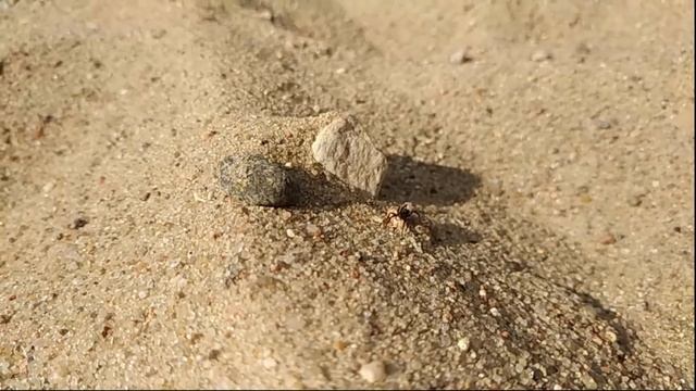 Кто живёт в этой пустыне? Смотрите очень внимательно! Видео, которое никого не оставит равнодушным! смотреть онлайн