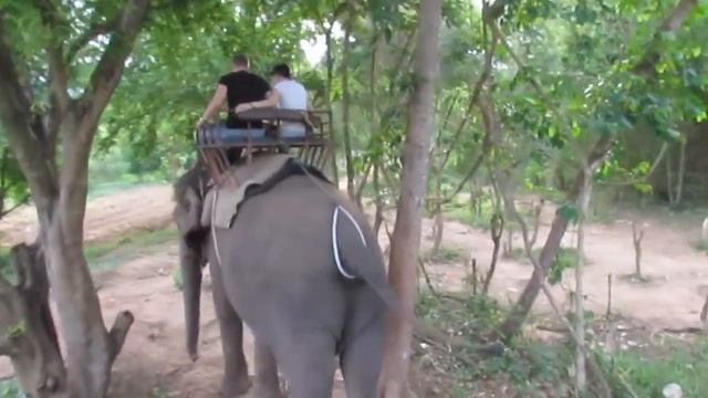 Катание на слонах в Таиланде смотреть онлайн