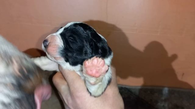 Бугай Алабай. Инь Янь смотреть онлайн