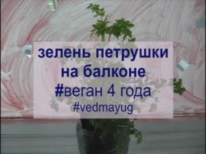 зелень петрушки на балконе из корешков. веган 4 года.рН 8-10.щелочная диета. #vedmayug