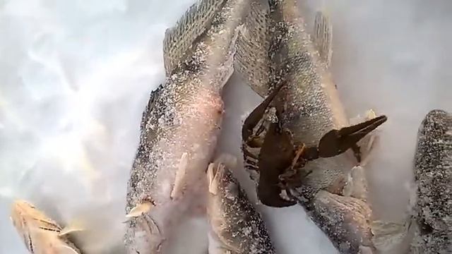 Cancer for the winter fishing rod.Рак на зимнюю удочку смотреть онлайн