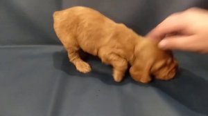 Английский кокер спаниель 1 месяц