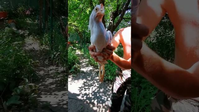 Курица, породы Супер-ник, супер танец смотреть онлайн