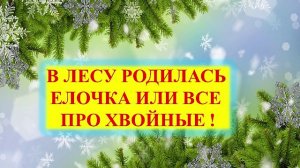 Эко Пульс. В лесу родилась ёлочка