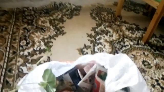 новинки комнатные цветы фиалки смотреть онлайн