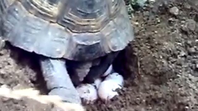 откладывание яиц смотреть онлайн