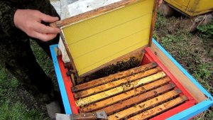 ПЕРВОЕ  ВЕСЕННЕЕ РАСШИРЕНИЕ ПЧЕЛИННЫХ ГНЁЗД ВОЩИНОЙ