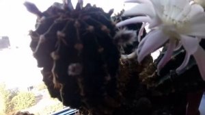 Кактус Эхинопсис : 4 цветка сразу