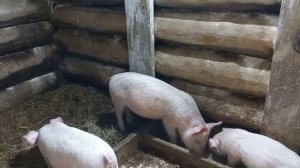 Поросята. Кормление свиней #свиньи #Поросята #Кормление_свиней #корм_для_свиней.