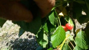 Миндаль в Крыму.сорт Юбилейный и Бумажный