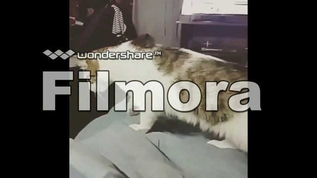 Tita Merello смотреть онлайн