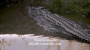 From the brink of extinction to Australia's croc 'paradise' | AFP