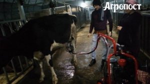Доение коровы аппаратом Melasty. Доставка и ремонт доильных аппаратов