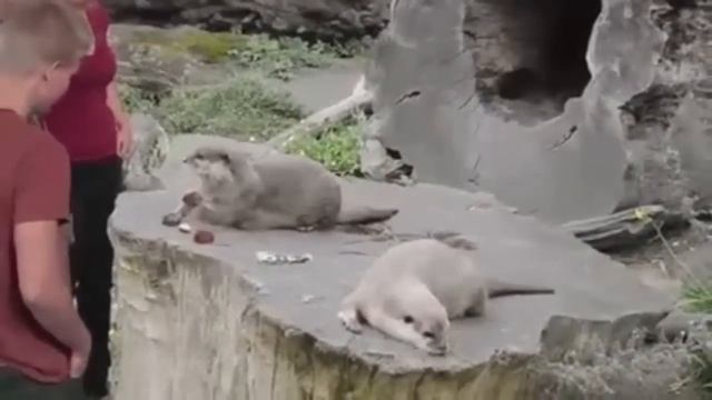 Выдра лохотрон смотреть онлайн