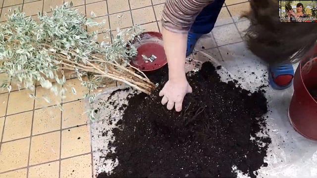 Фикус Бенджамина сбрасывает листья. В чем причина? Пересадка покажет. смотреть онлайн