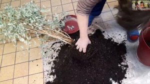 Фикус Бенджамина сбрасывает листья. В чем причина? Пересадка покажет.