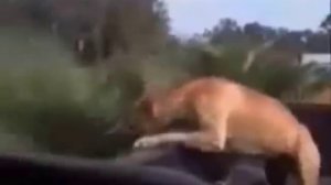 Try not to laugh. Best Animals Fail & Wins Compilation Ever !! Funny Hahahah !!