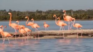 Flamingos arrive in Rio Lagartos,Yucatan  for  mating and nesting -Join  Rio Lagartos Adventures