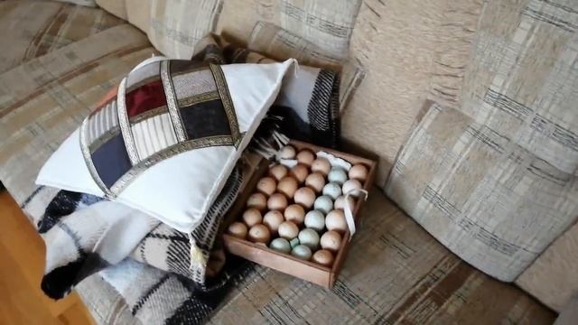 Как инкубировать Яйца разного срока закладки в одном инкубаторе смотреть онлайн