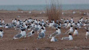 Остров Малый Жемчужный, Каспийская нерпа