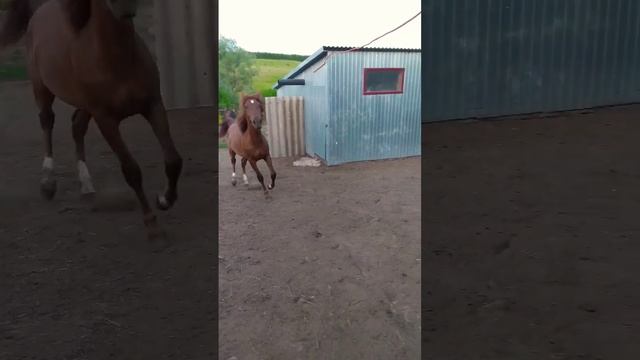 Лошади? донская/русский тяжеловоз/полутяж/кобылы/жеребята/horse/stallion/