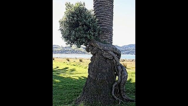 Самые причудливые и красивые деревья мира