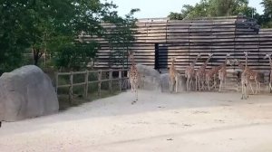 Les Girafes au Zoo de Vincennes, parc zoologique de Paris (15/06/17) ! [HD]