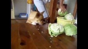 Собака ест капусту Видео из +100500
