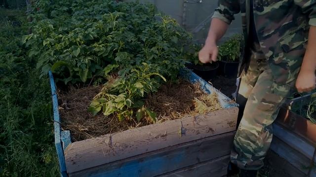 БОРЬБА С МЕДВЕДКОЙ.6 СПОСОБОВ ДЛЯ ЛЕНИВЫХ ОГОРОДНИКОВ смотреть онлайн