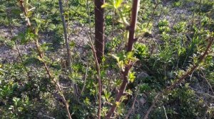 Штамбовая малина " Крепыш" ранней весной.В народе просто МАЛИНА-ДЕРЕВО.