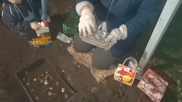 Тюльпаны. Осенняя посадка тюльпанов. Как правильно посадить тюльпаны осенью.