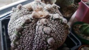Кактус Астрофитум. Astrophytum. Мои Астрофитумы. Уход за кактусом.